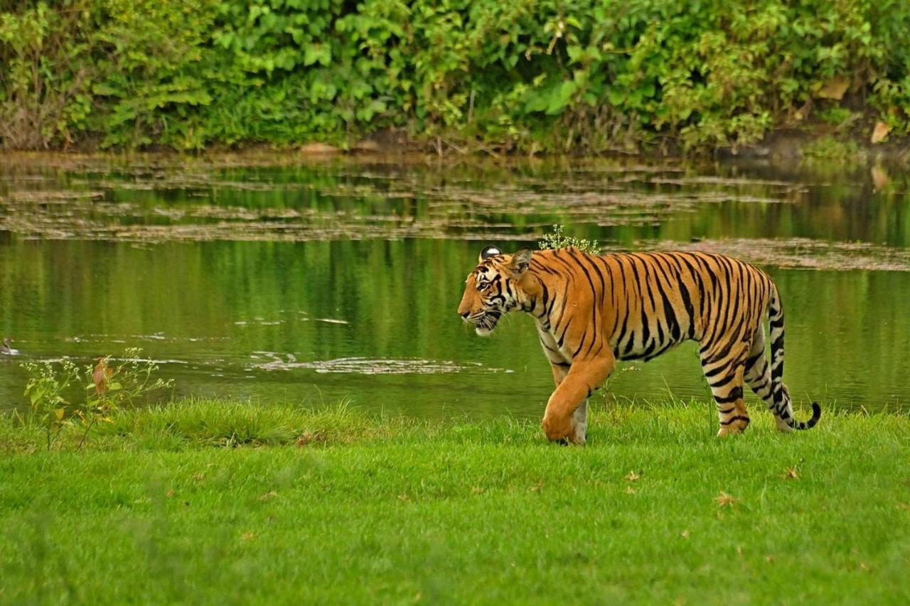 Bed and Breakfast Jungle Trailz Kabini Sargur Exteriér fotografie