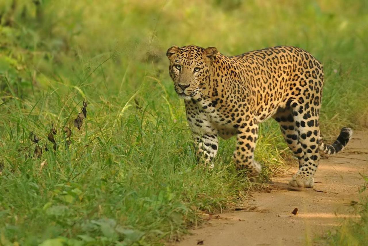 Bed and Breakfast Jungle Trailz Kabini Sargur Exteriér fotografie